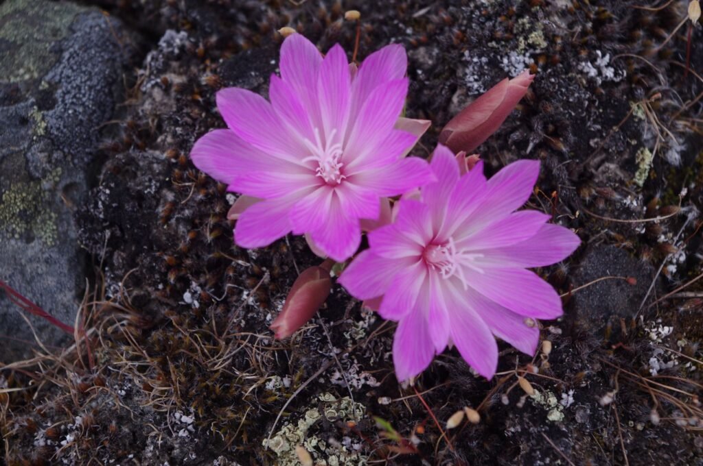 Bitterroot wildflower with pink petals with white center growing out of a rock crack.