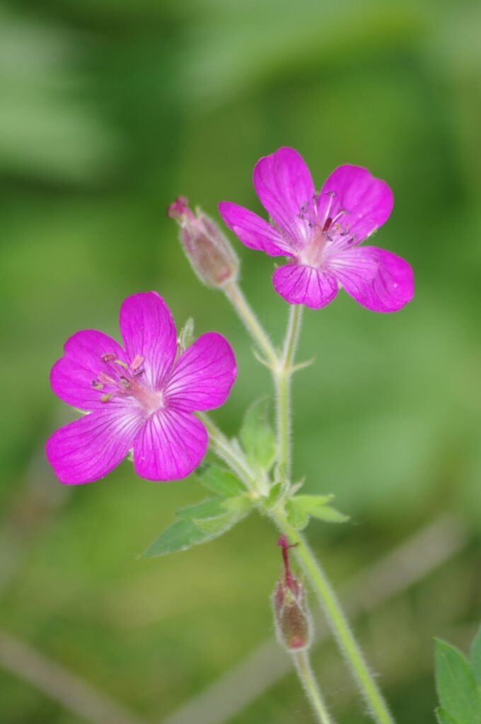 Magenta pink geranium flowers on stems.