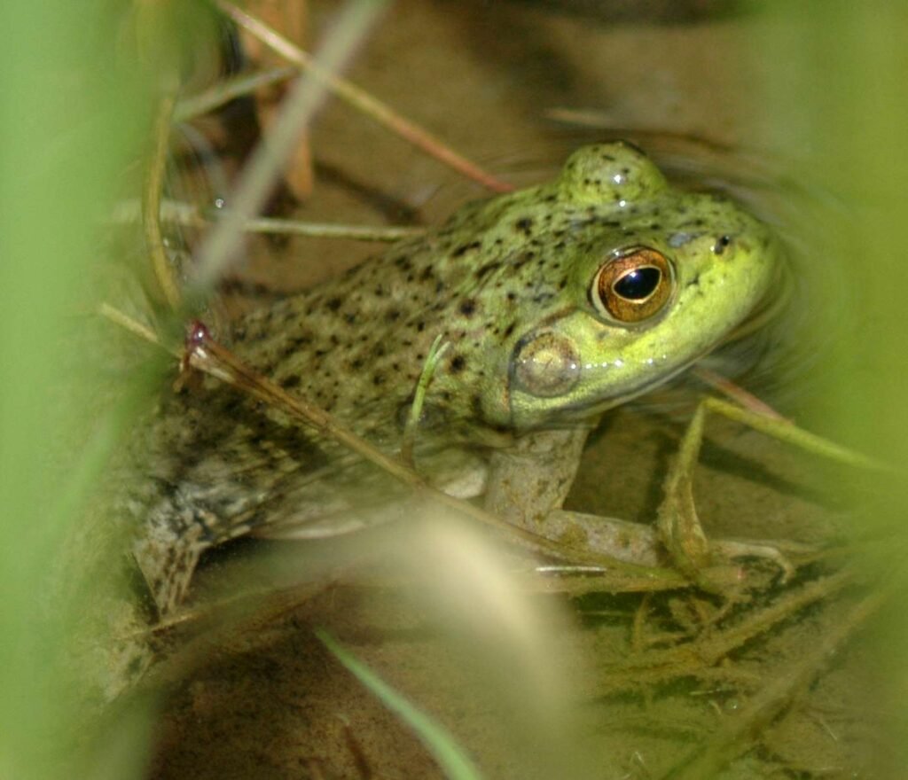Green bullfrog with dark spots on its upper body, lighter green on its jaw, and brown eye lids.