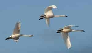 Tundra swans migrating