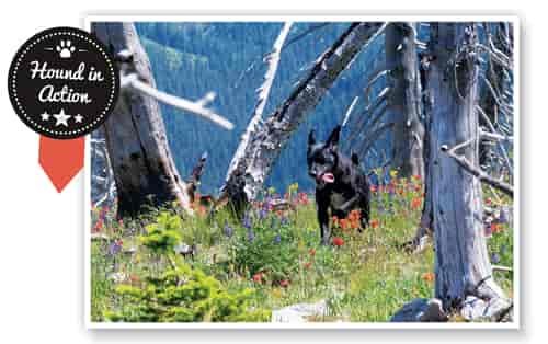 "Bootsie - Born to Run" Kettle Range Mountains, WA. Photo: Nils Larsen