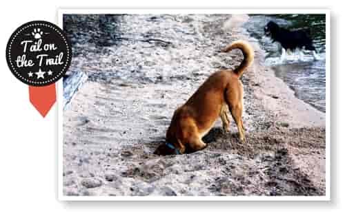 "Tail on the Trail" Photo: Nicole Johnson