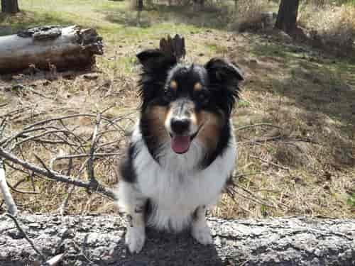"Our Little Logger" Photo: Gabby Haralam