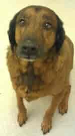 Meet Chewee (Chewbacca), a 5 year old hound mix. Most, if not all dogs, are capable of love and obedience at any stage of life if their owner is willing to teach and lead them in a proper, non-violent way. Some of these animals simply haven’t had that opportunity yet. Photo courtesy Spokane Humane Society