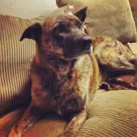 Whether you want to lie around the house and watch TV or go out on an adventure, 7 year old Zoey's your girl. Photo courtesy Spokane Humane Society