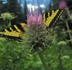 Western Tiger Swallow Tail. Photo: Crystal Gartner