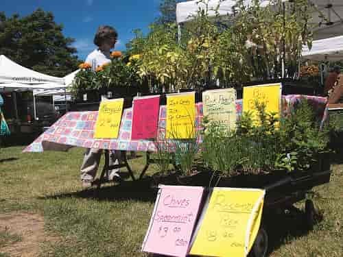Tomato plants, herbs and flowers available for gardening. Photo: Amy Silbernagel McCaffree