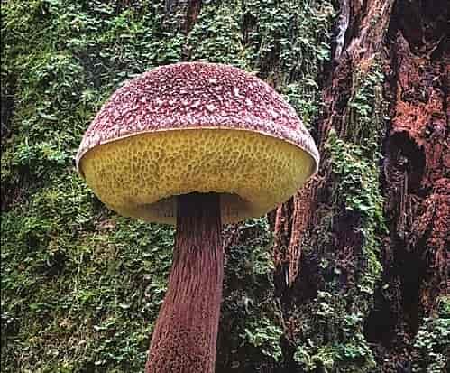 All primary features are clearly shown in this Velvet Top found near Sullivan Lake in northeast Washington. Photo: Drew Parker