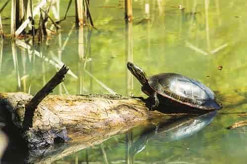 Surprisingly spry, western painted turtles hide out in many eastern Washington ponds. Photo: Aaron Theisen