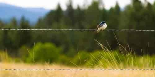 Birds flock to the retired agricultural lands found in many of the region's wildlife refuges. Photo: Aaron Theisen