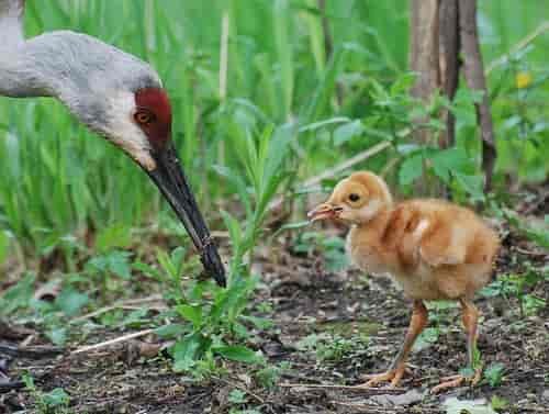 Sandhill crane family. Photo: Joshua Mayer, Creative Commons license