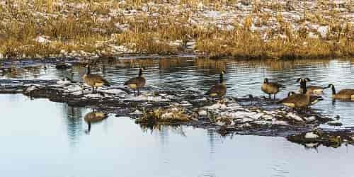 Geese fill the ponds of Turnbull National Wildlife Refuge near Cheney with their cacophonous honking. Photo: Aaron Theisen