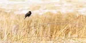 A variety of songbirds use the shoreline grasses and reeds of area wetlands to hunt insects and keep an eye on predators. Photo: Aaron Theisen