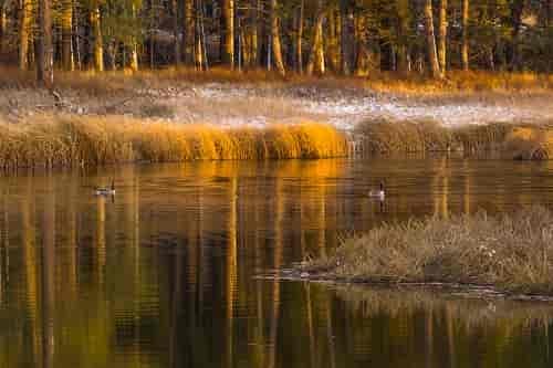 Canada geese at Turnbull Wildlife Refuge. Photo: Aaron Theisen