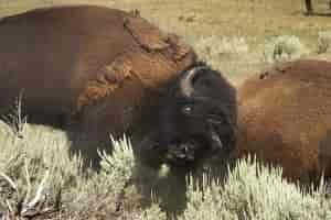 A front row seat as two bulls clash during the bison rut in the Lamar Valley. Photo courtesy of Charlie Lansche, C. M. Lansche Images. www.charlielansche.com.