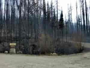 Wildfire charred stand of pine trees.