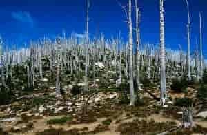 Alpine landscape just below the summit with burn-scarred trees, evidence of a past wildfire.