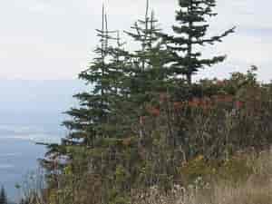 Alpine trees near the summit of Mt. Spokane.