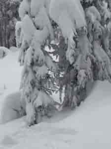 It's right here between two trees.