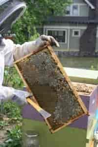 BeeswaxWEB