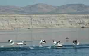 Pelicans in the Hanford Reach near the White Bluffs. Photo: John Roskelley