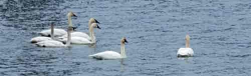 Swans up closeweb