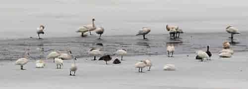 Swansweb