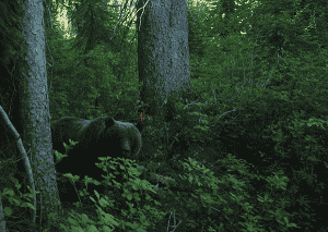 Photo of grizzly bear courtesy of Conservation Northwest.