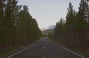 Photo of tree-lined road and mountain in the distance.