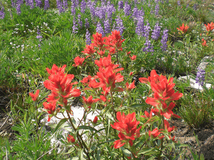 Photo of wild flowers by Holly Weiler.
