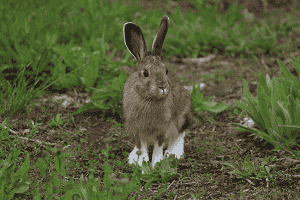 Photo of rabbit by Holly Weiler.