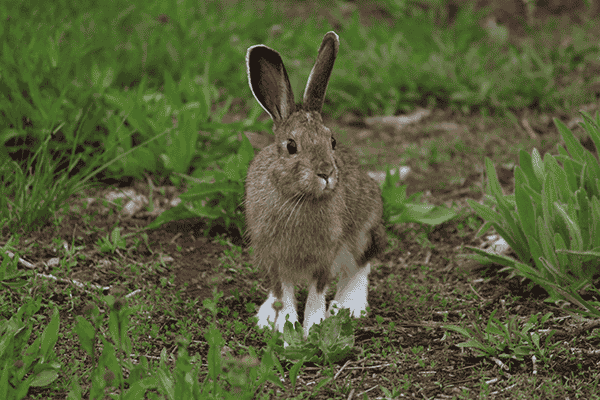 Photo of rabbit by Holly Weiler.
