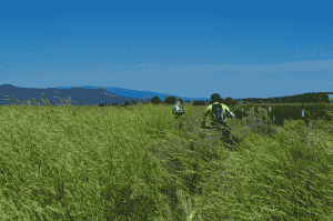 Two brothers biking through tall vegetation in the wetlands along the Oregon Outback Route. Photo by Hank Greer.