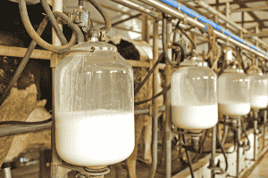Photo of milk, in its natural form.