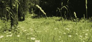 Photo of field with daisies.