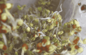 Photo of sprouts.
