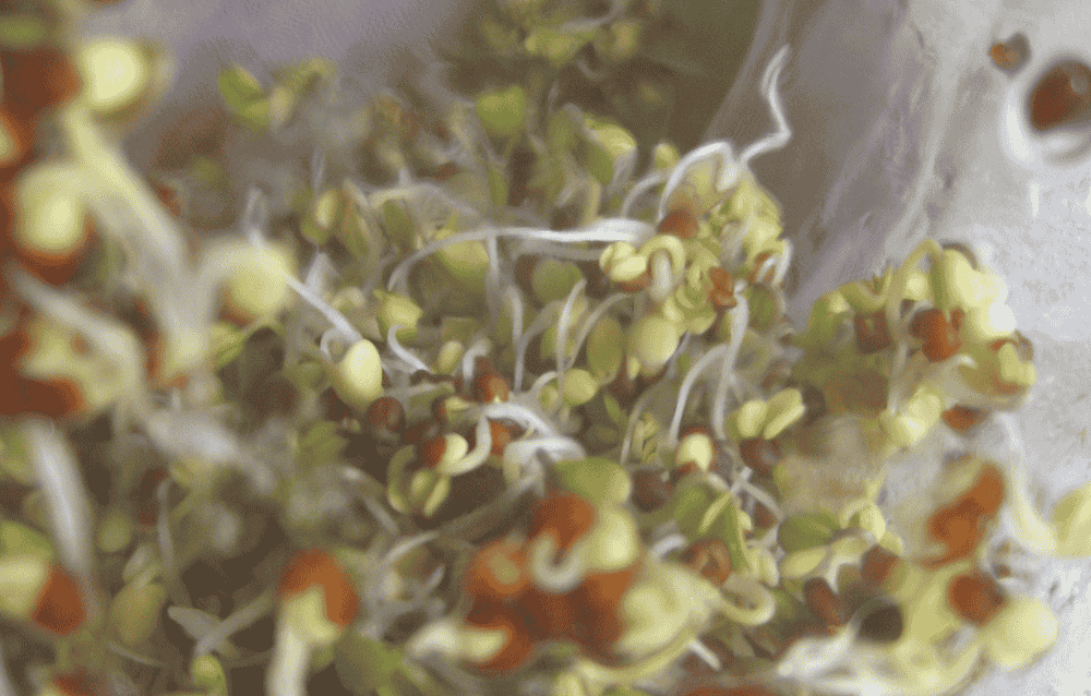 Photo of sprouts.