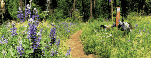 Photo of trailhead.