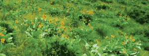 Photo of arrowleaf balsamroot in bloom on Colville Mountain.