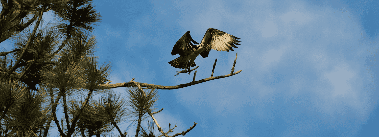 Photo of male osprey landing on branch.