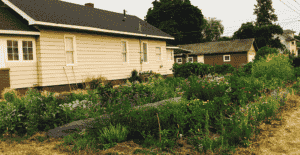 Photo of house with side yard featuring perennials and annuals in full bloom.
