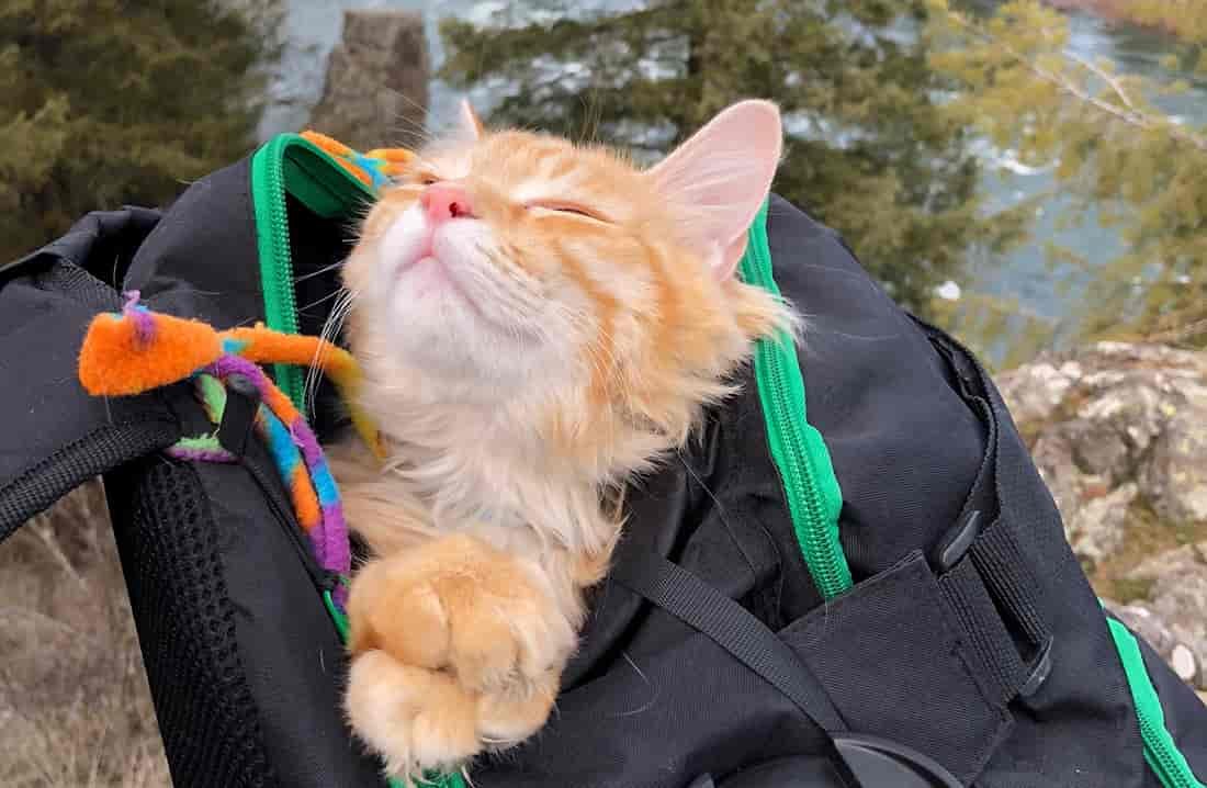 Leon napping in his pack.