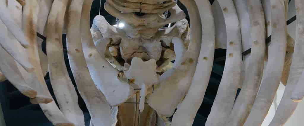 Photo inside the ribs of the gray whale.