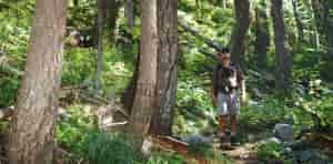 Photo of a man looking up at trees.