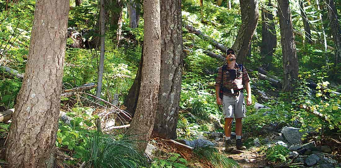 Photo of a man looking up at trees.