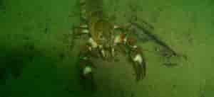 Underwater photo of lobster.