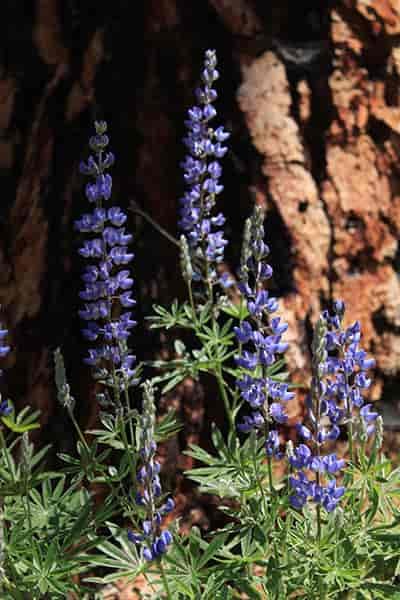 Close up photo of purple lupine.