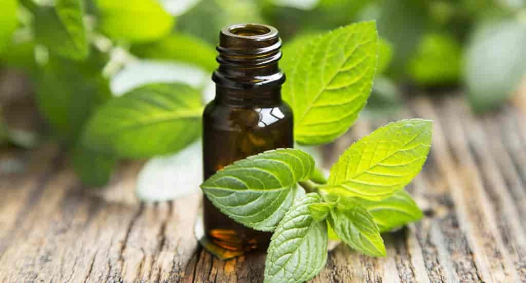 Photo of spearmint and essential oil bottle.