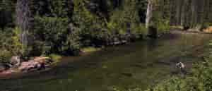 Photo of angler along shorel.