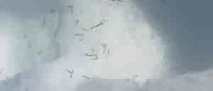 Photo of ice worms on snow.